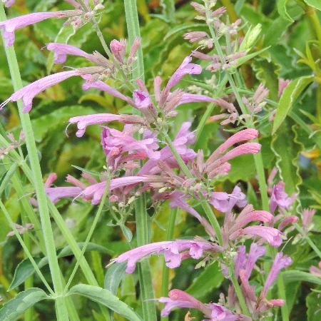AGASTACHE barberi 'Tutti Frutti'