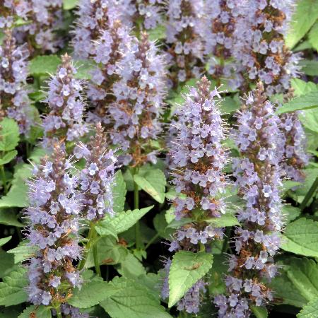 AGASTACHE rugosa 'Little Adder'