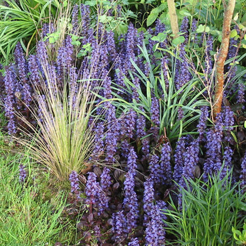 AJUGA reptans 'Atropurpurea'