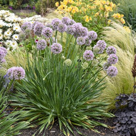 ALLIUM 'Bubble Bath' ®