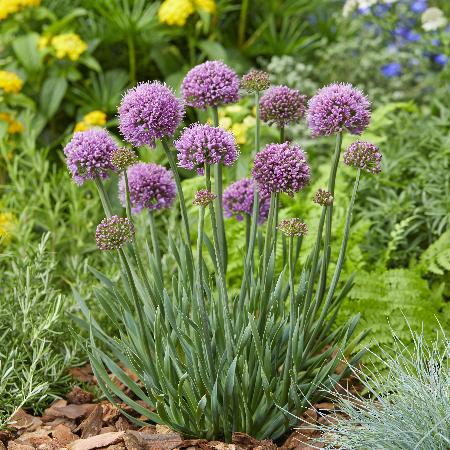 ALLIUM 'Little Sapphire'