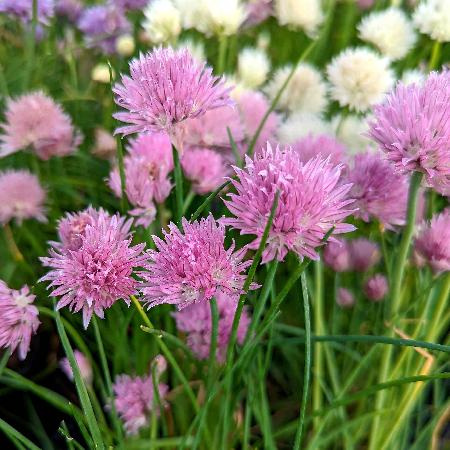 ALLIUM schoenoprasum 'Pink One'