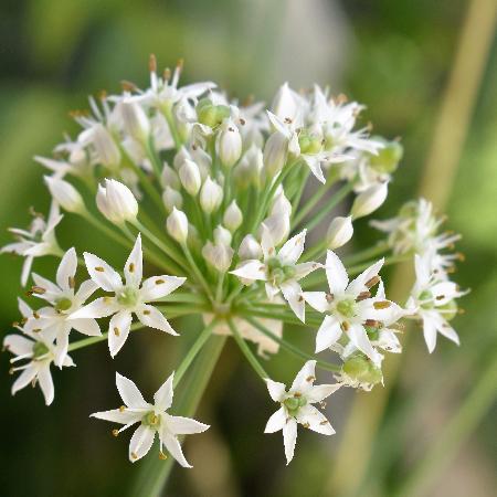 ALLIUM tuberosum