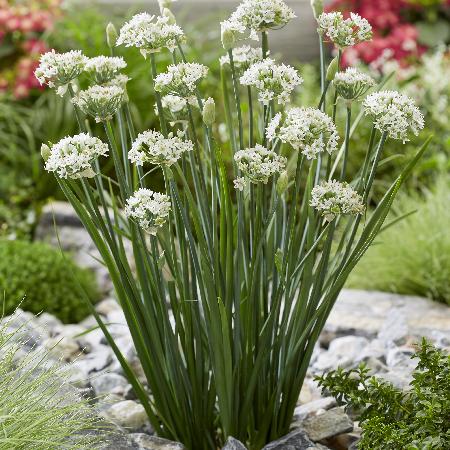 ALLIUM tuberosum 'Cliffs of Dover' ®