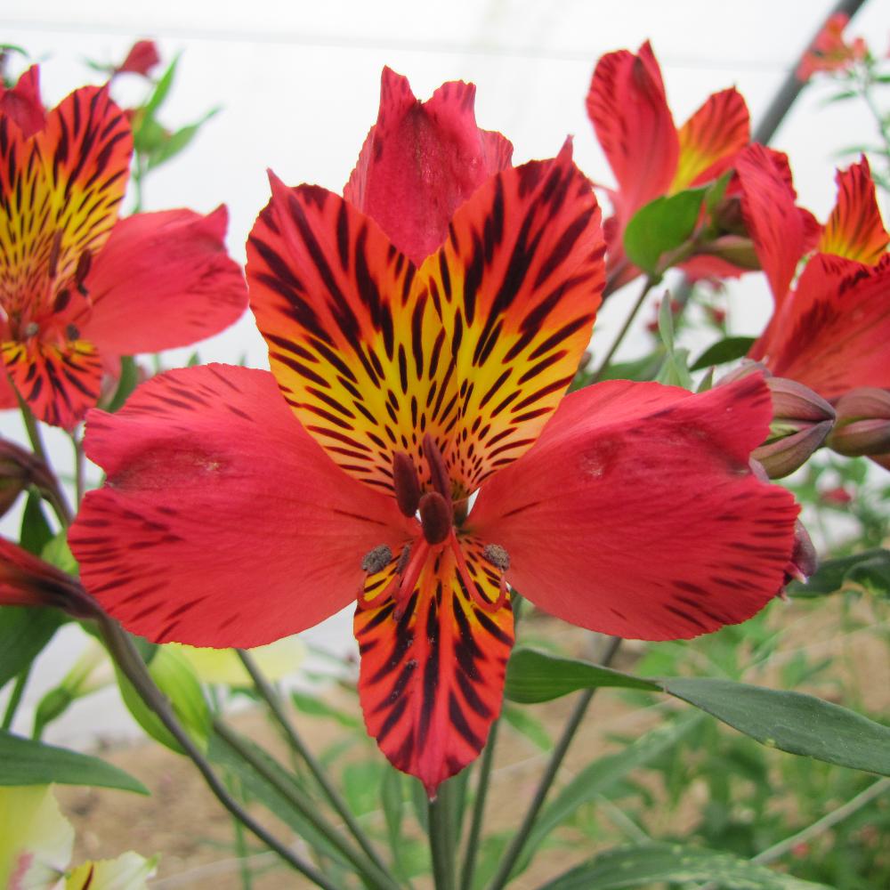 ALSTROEMERIA 'Chinon'