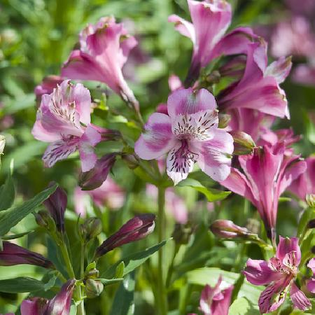 ALSTROEMERIA 'Devotion'