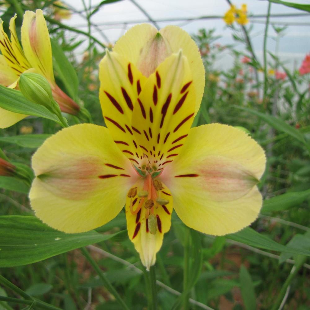 ALSTROEMERIA 'Layon'