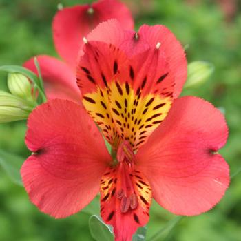 ALSTROEMERIA 'Liré'