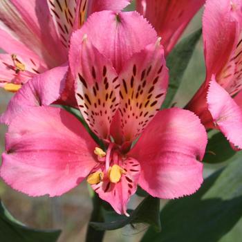 ALSTROEMERIA 'Marcé' ®