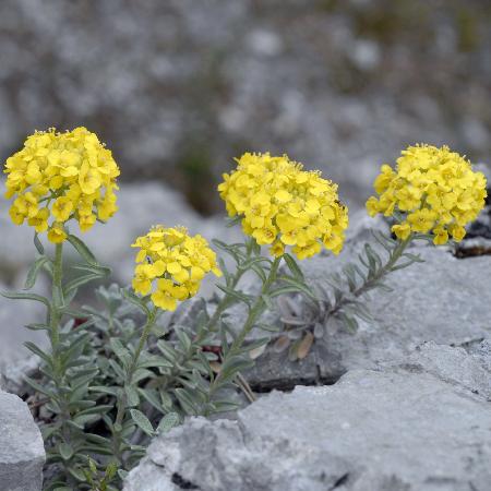 ALYSSUM montanum