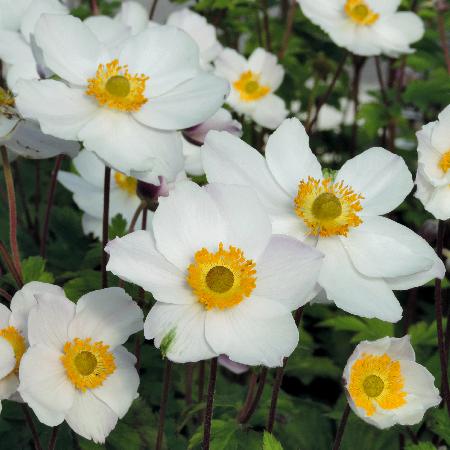 ANEMONE 'Elfin Swan' ®