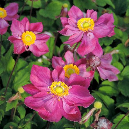 ANEMONE hupehensis 'Ariel' ® (Fantasy Series)