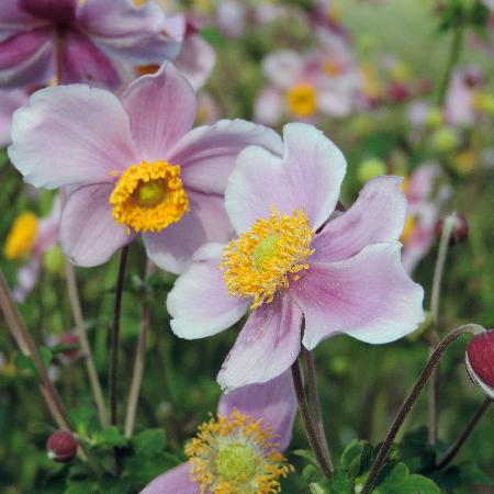 ANEMONE hupehensis 'Bowles's Pink'