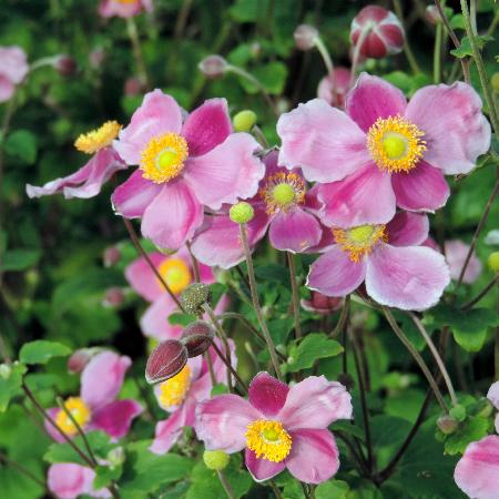 ANEMONE hupehensis 'Praecox'