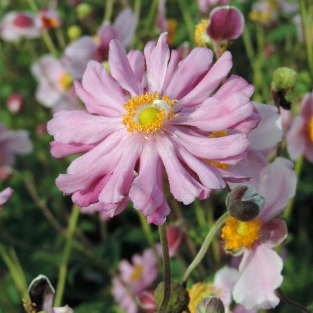 ANEMONE hupehensis 'Prinz Heinrich'