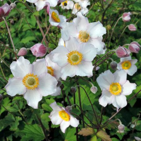 ANEMONE hupehensis 'September Charm'