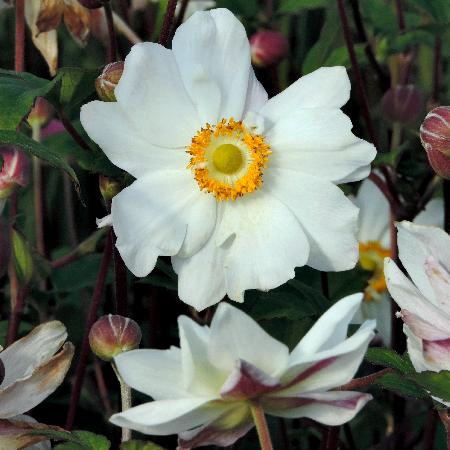 ANEMONE hupehensis 'Snow Angel'