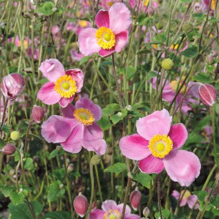ANEMONE hupehensis 'Splendens'