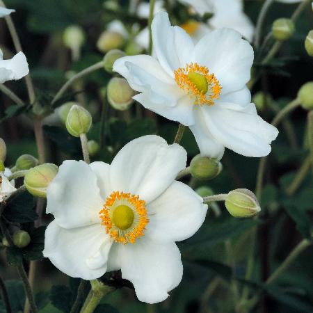 ANEMONE hybrida 'Honorine Jobert'