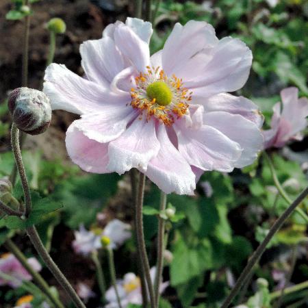 ANEMONE hybrida 'Königin Charlotte'