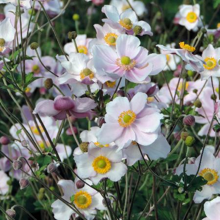 ANEMONE hybrida 'Loreley'