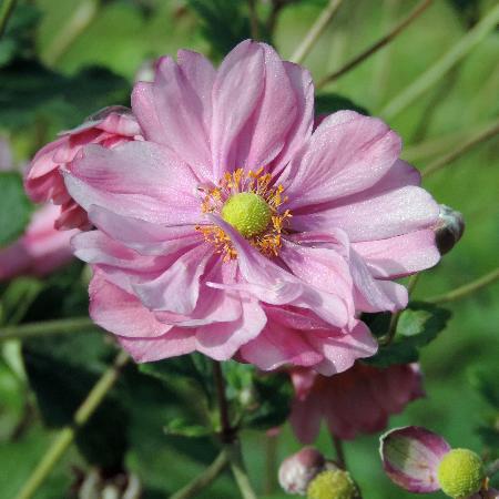 ANEMONE hybrida 'Margarete'