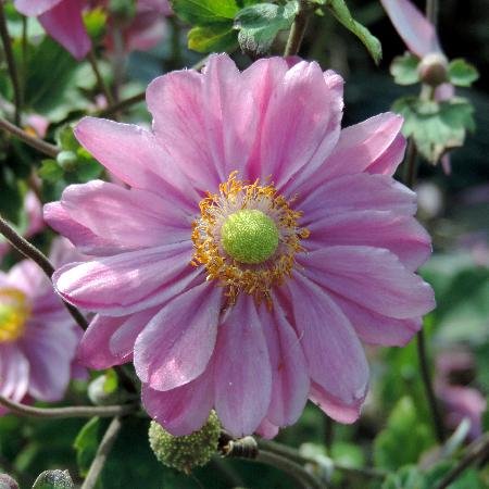 ANEMONE hybrida 'Pamina'