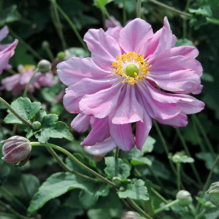 ANEMONE hybrida 'Rubra Plena'