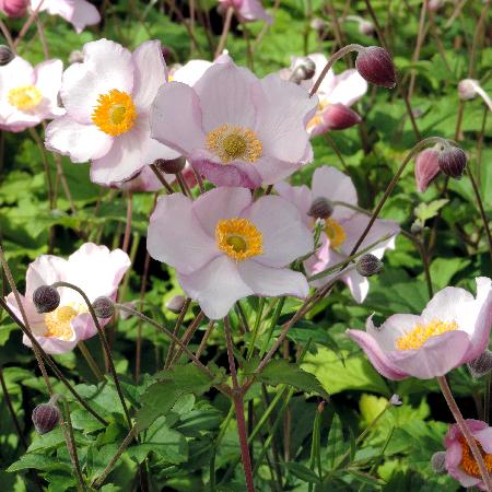 ANEMONE tomentosa 'Robustissima'