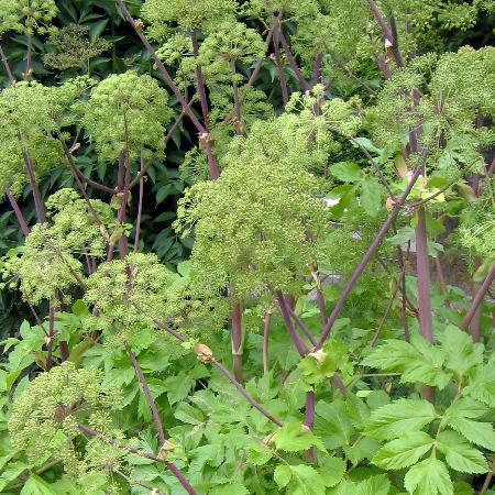 ANGELICA