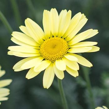 ANTHEMIS tinctoria 'Wargrave'