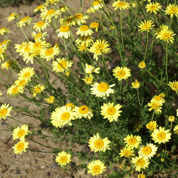 ANTHEMIS tinctoria 'E.C. Buxton'