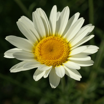 ANTHEMIS tinctoria 'Sauce Hollandaise'