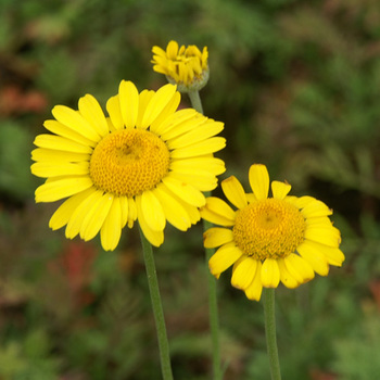 ANTHEMIS tinctoria 'Kelwayi'