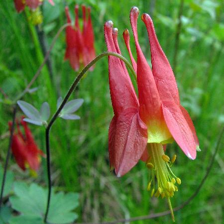AQUILEGIA canadensis