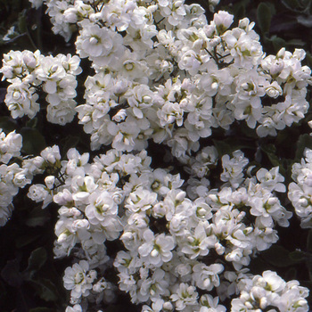 ARABIS caucasica 'Plena'