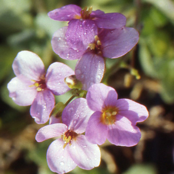 ARABIS caucasica 'Rosea'