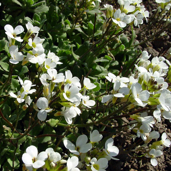 ARABIS caucasica