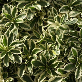 ARABIS ferdinandi-coburgii 'Variegata'