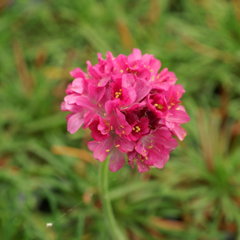 ARMERIA maritima 'Dusseldorfer Stolz'