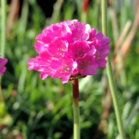 ARMERIA maritima 'Dusseldorfer Stolz'