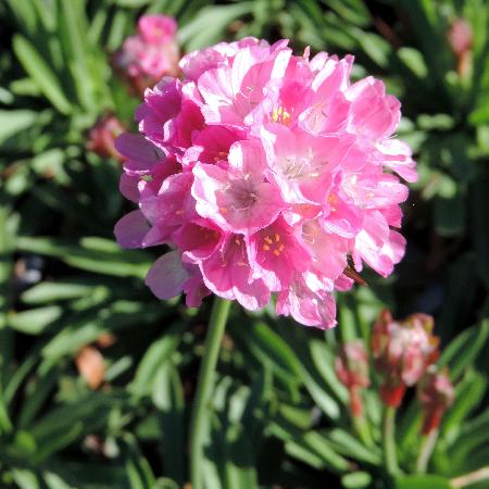 ARMERIA pseudarmeria 'Daydream' ®