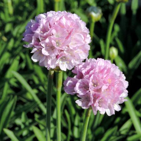 ARMERIA pseudarmeria 'Sweet Dreams' ®
