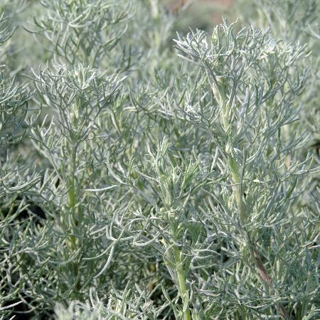 ARTEMISIA 'Canescens'