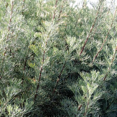 ARTEMISIA