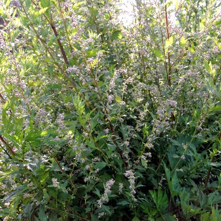 ARTEMISIA lactiflora 'Weisse Dame'