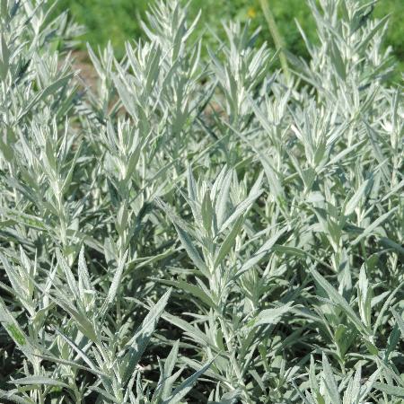 ARTEMISIA ludoviciana 'Silver Queen'