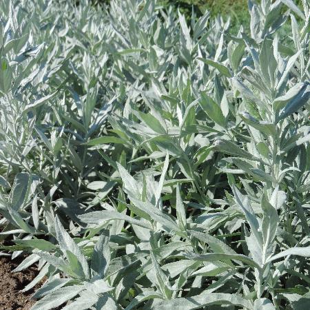 ARTEMISIA ludoviciana 'Valérie Finnis'