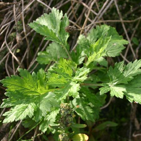 ARTEMISIA vulgaris