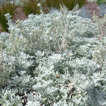 ARTEMISIA stelleriana